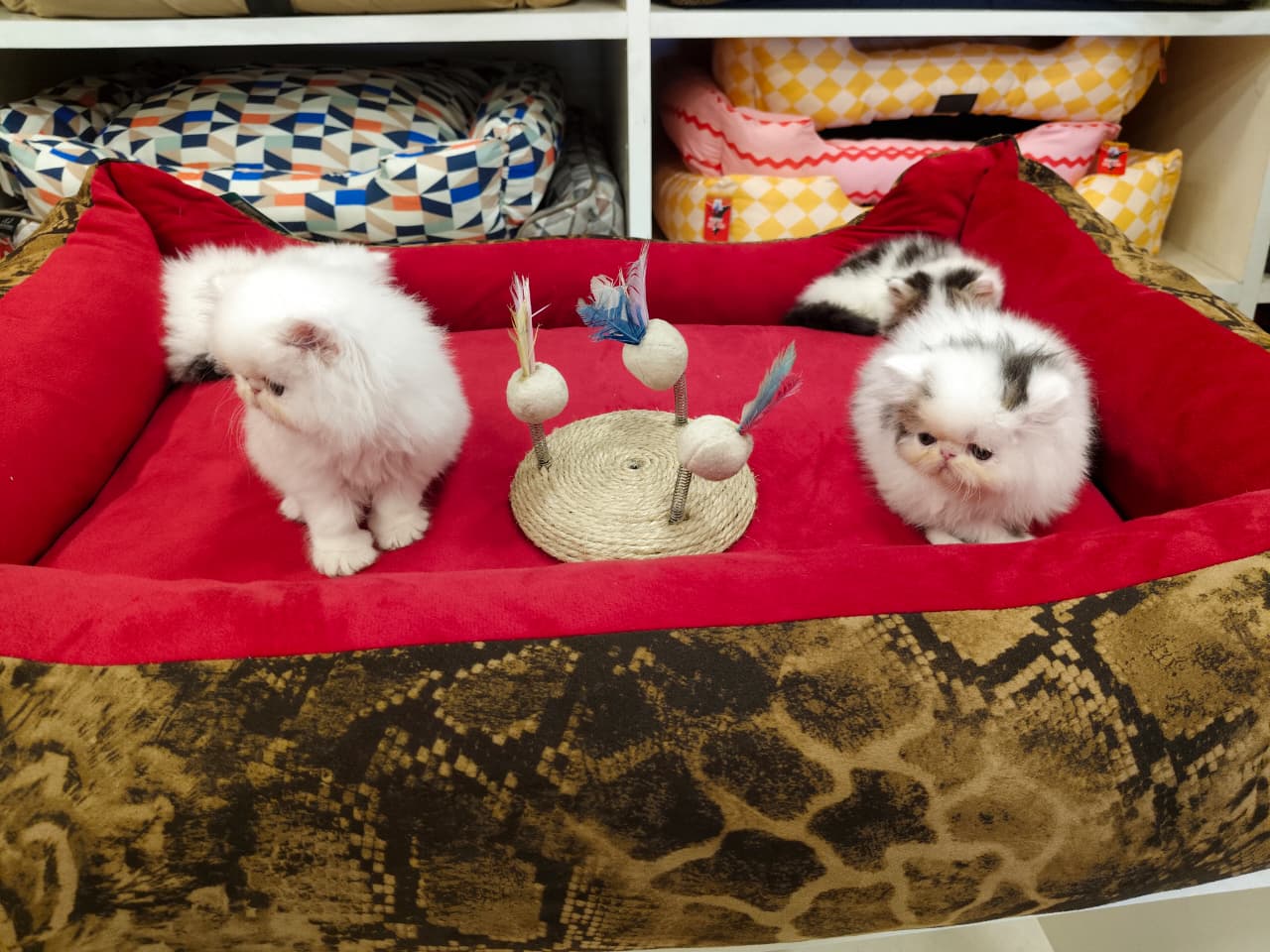 Labrador Retriever Puppy 3