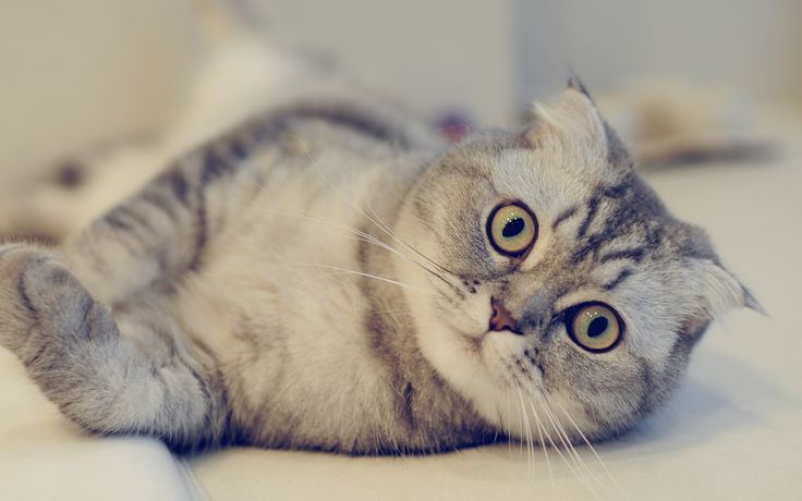 Scottish Fold Kitten by Nearby Pets India - Scottish Fold Kitten