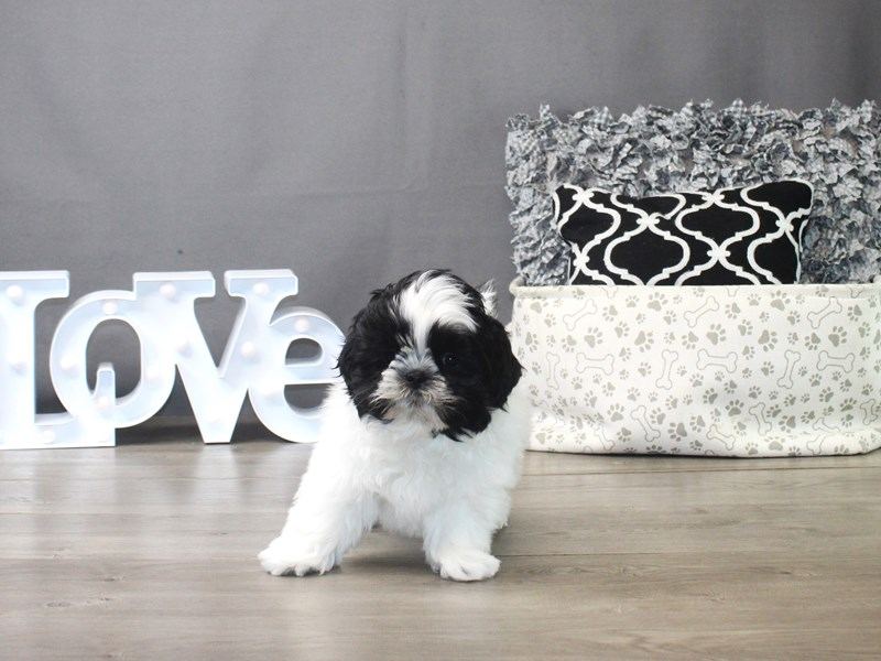Shih Tzu | Black & White - Shih Tzu | Black & White Color