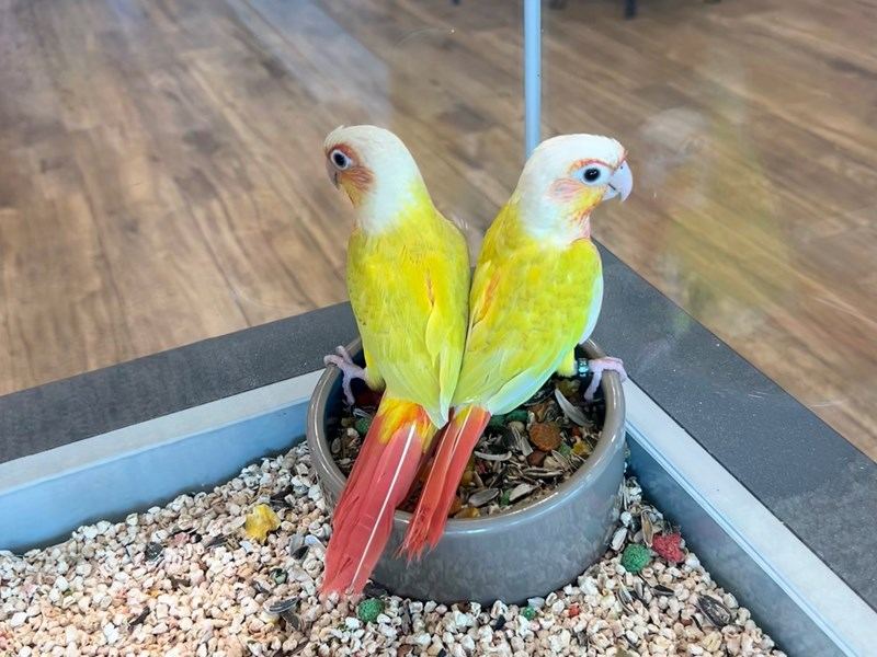 Sun Cheek Conure - Sun Cheek Conure