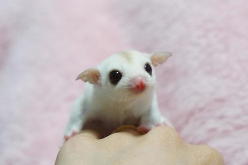 Sugar Glider | White (Lucy) - Sugar Glider | White (Lucy)