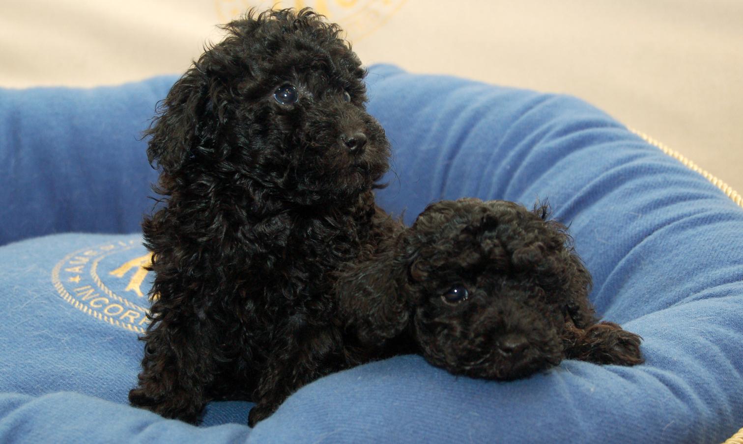 Toy Poodle Puppy | Black Color available in Borivali West