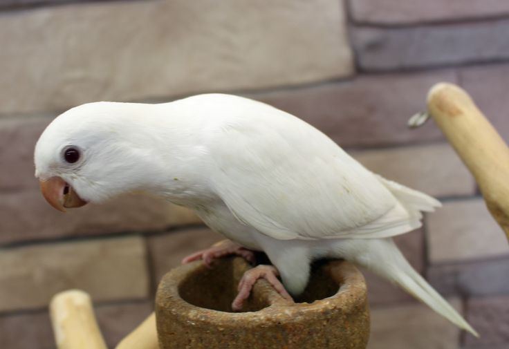 Albino Monk | Nearby Pets India - Albino Monk