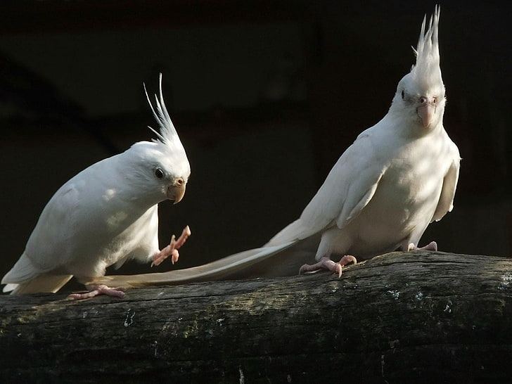 Albino Cockatiel - Cockatiel | Albino