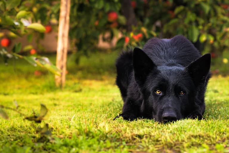 German Shepherd | Pure Black - German Shepherd Puppy | Z Black
