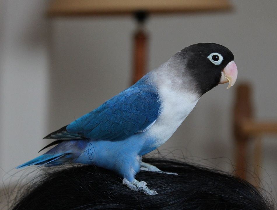 African Love Birds | Violet Mask - African Love Birds