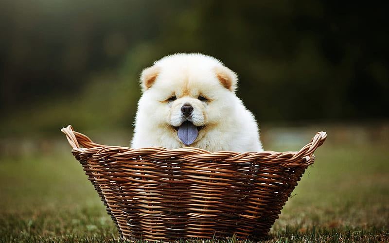 Chow Chow Puppy | Cream Color - Chow Chow Puppy | Cream Color