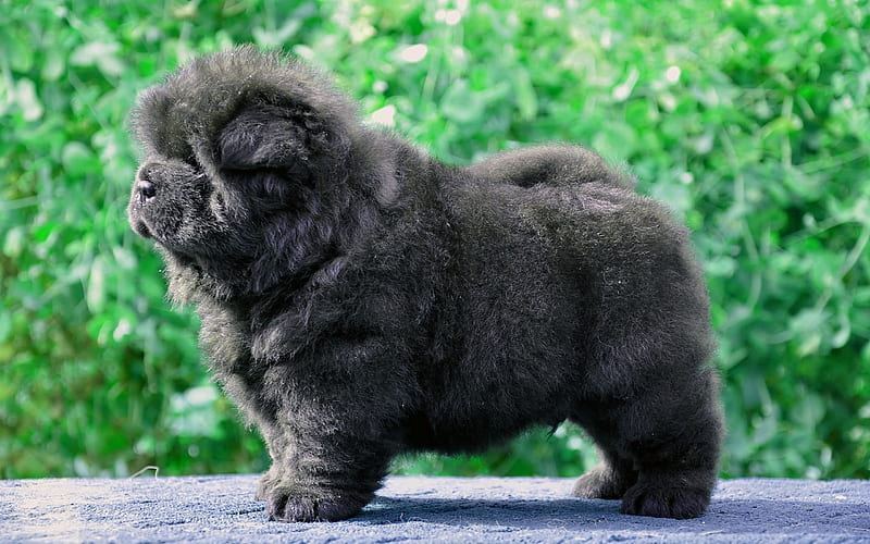 Chow Chow Puppy | Black Color - Chow Chow Puppy | Black Color