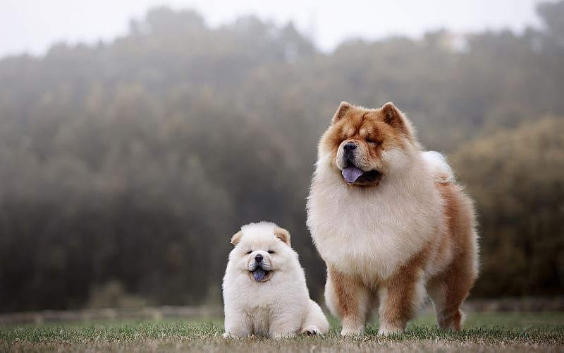 Chow Chow Puppy | White Color - Chow Chow Puppy | White Color