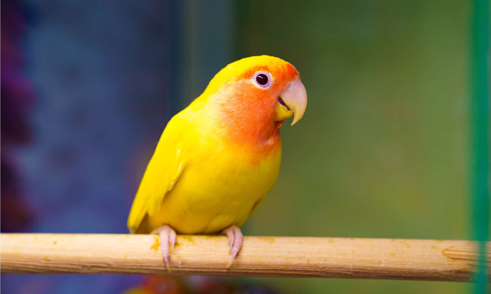 African Love Birds Yellow & Orange - African Love Birds | Yellow & Orange