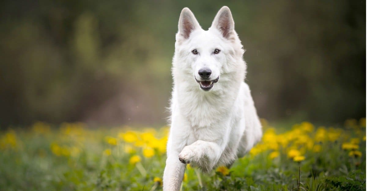 German Shepherd | Pure White - German Shepherd Puppy | Pure White
