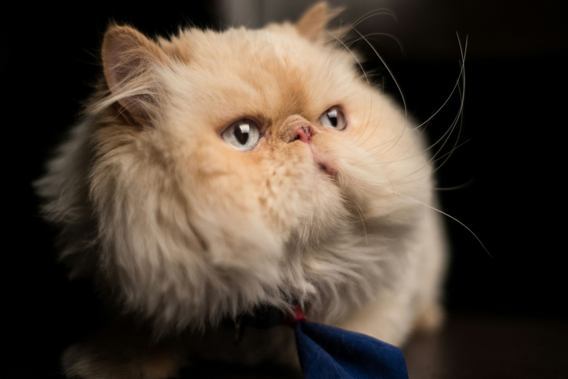 Persian Kitten (Punch Face) - Persian Kitten (Punch Face)
