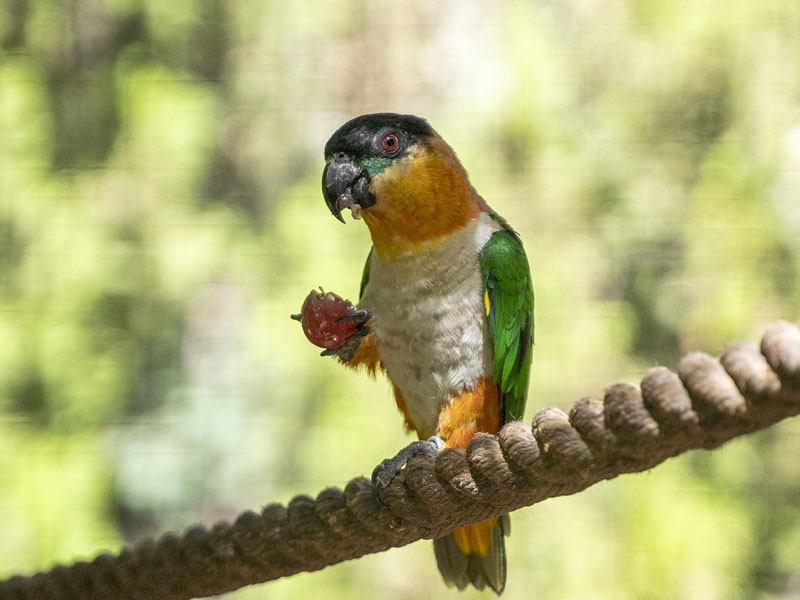 Black Headed Caique