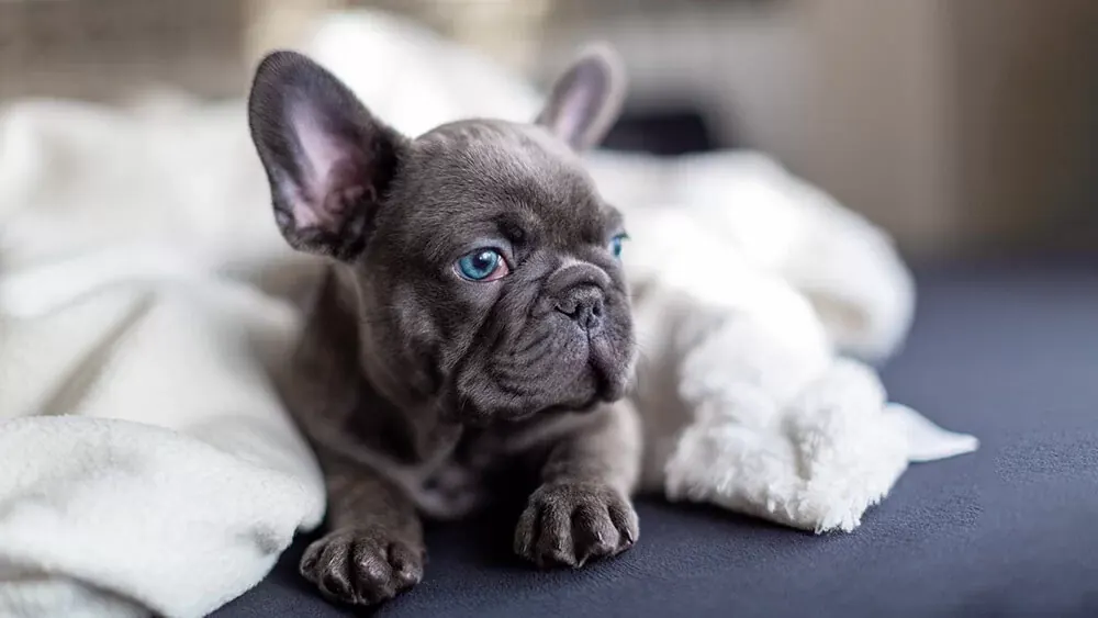 French Bulldog Puppy | Blue - French Bulldog Puppy | Blue