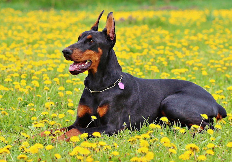 Doberman Pinscher Puppy