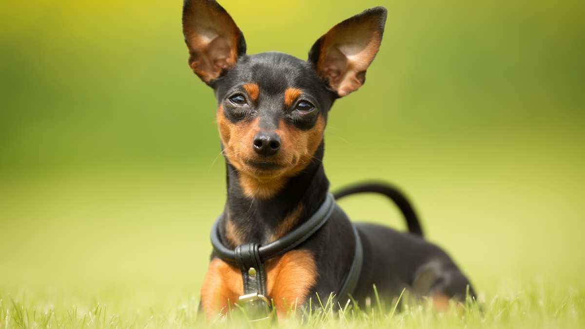 Miniature Pinscher Puppy