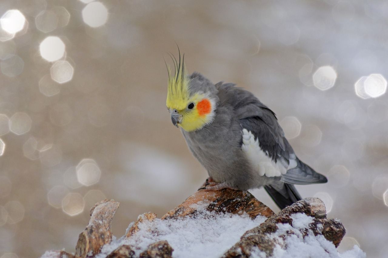 Grey Cockatiel - Cockatiel | Grey