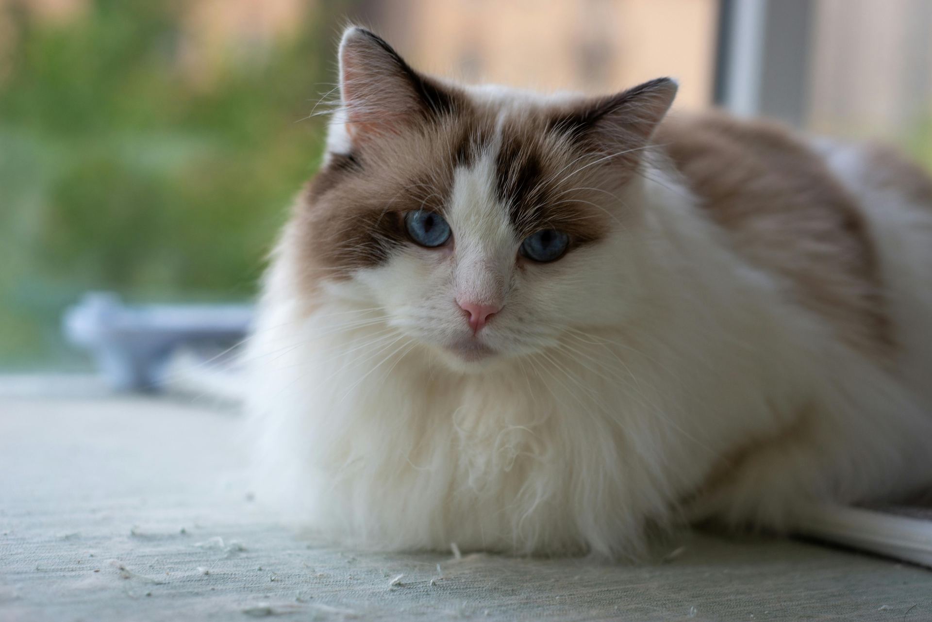 Ragdoll Kitten - Ragdoll Kitten