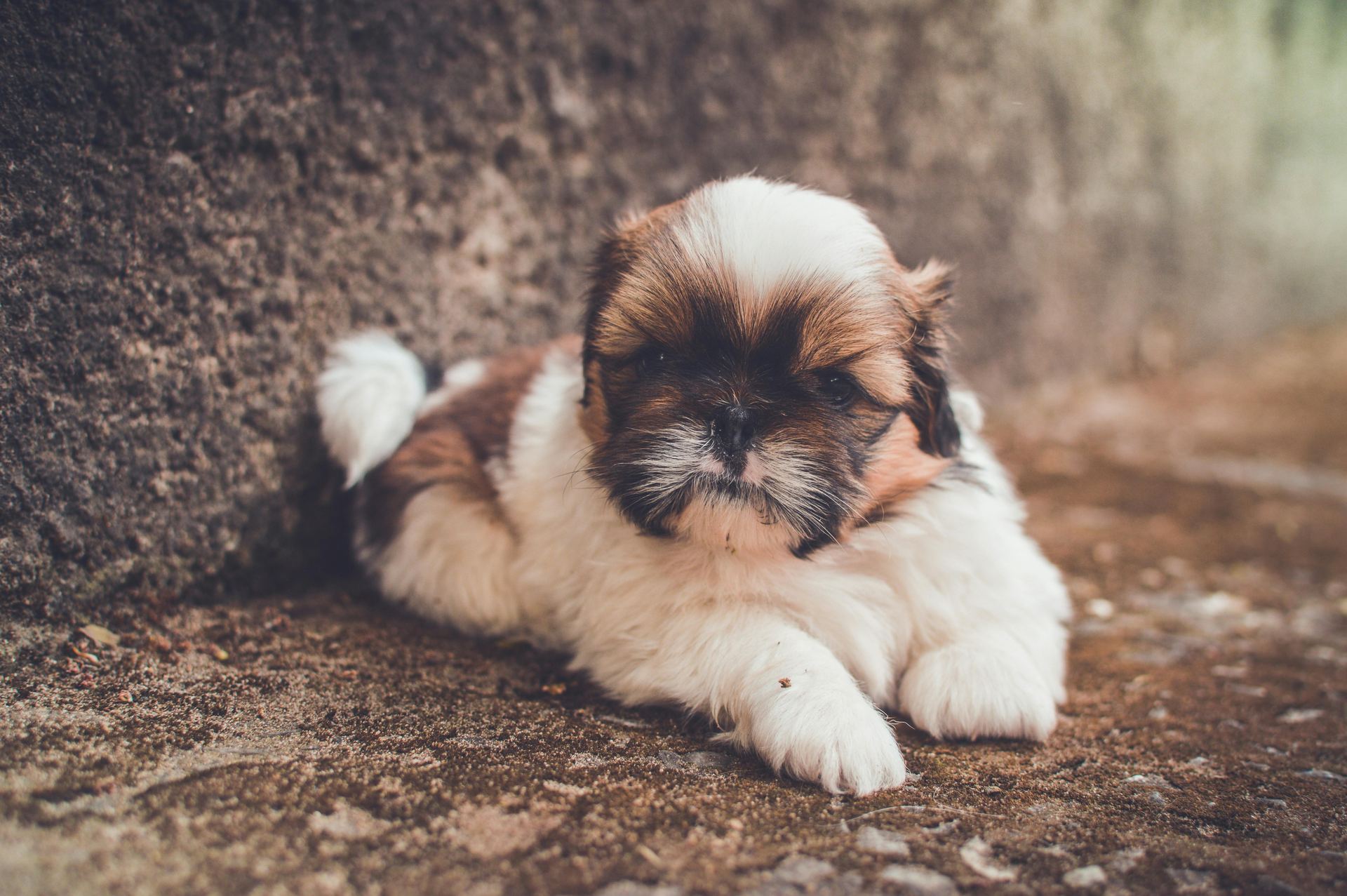 Shih Tzu | Tricolor - Shih Tzu | Tri Color Puppy