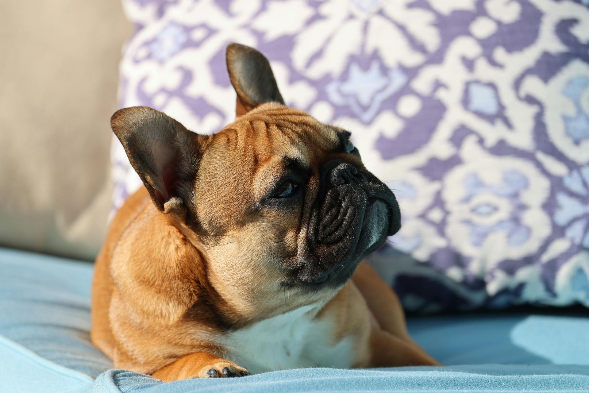 French Bulldog Puppy | Fawn - French Bulldog Puppy