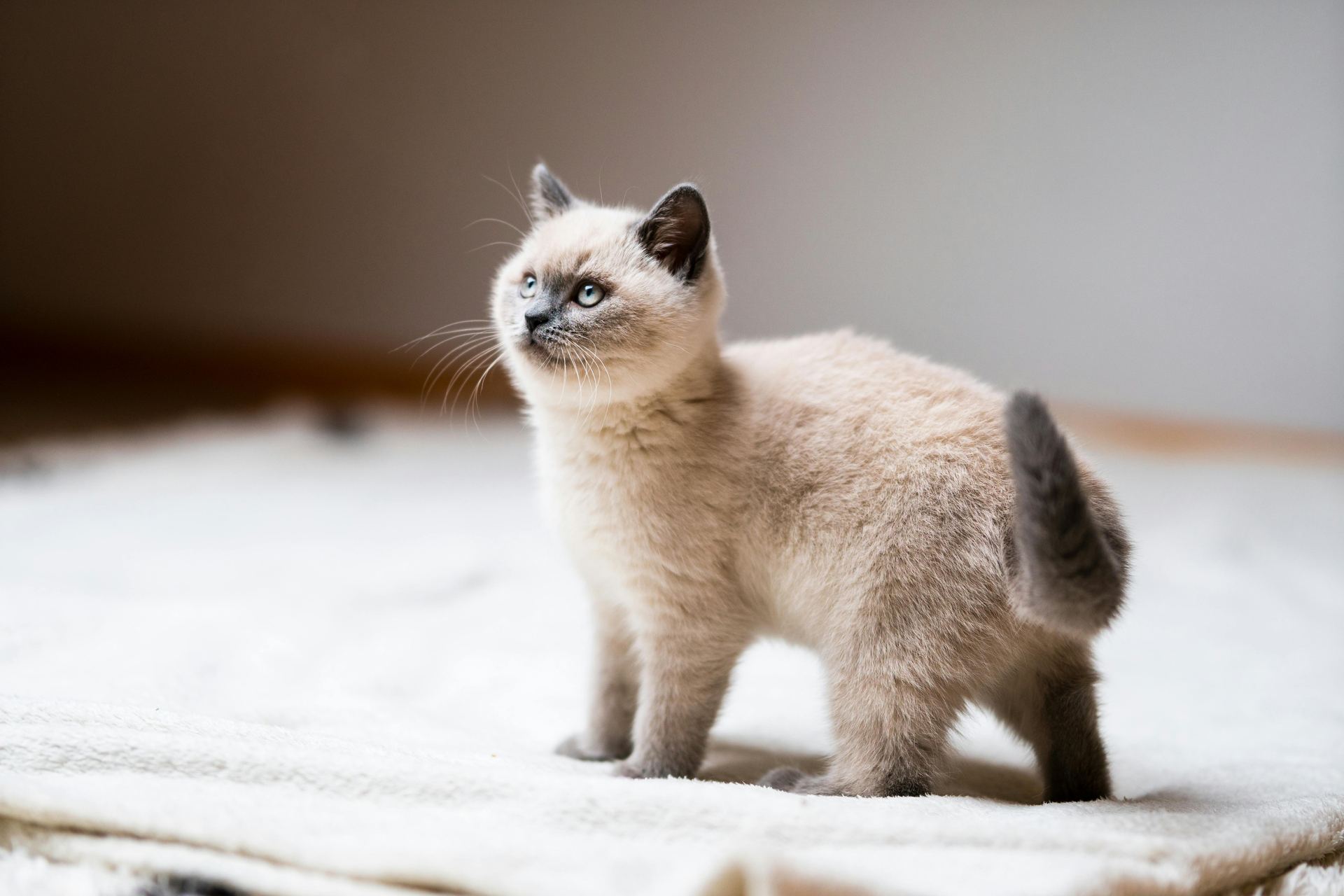 Himalayan Kitten - Himalayan Kitten