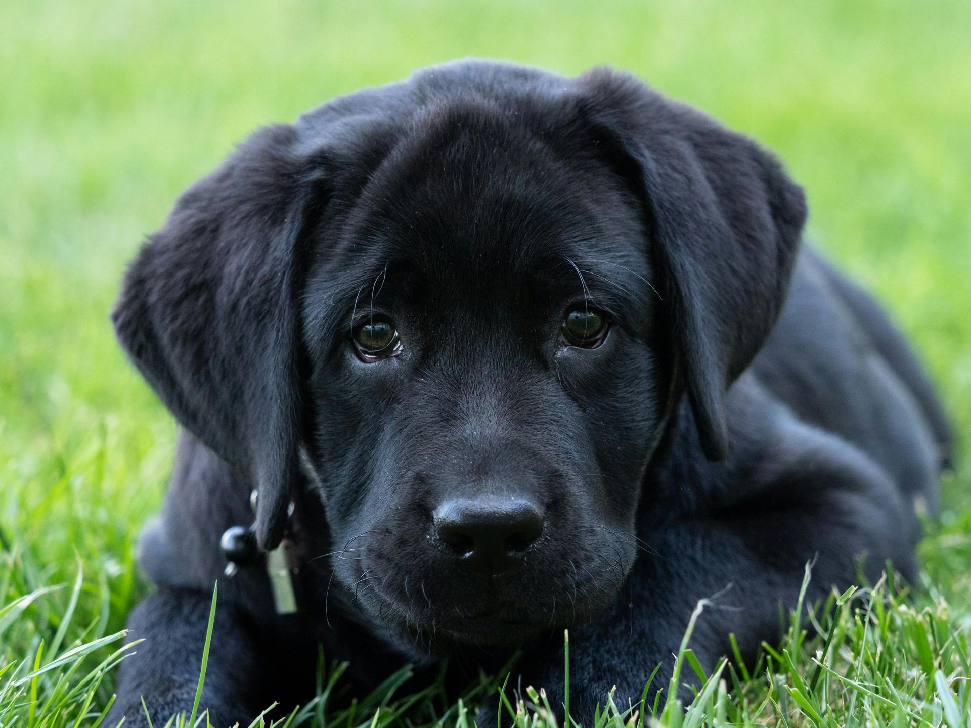 Labrador Retriever | Black - Labrador Retriever Puppy | Black Color