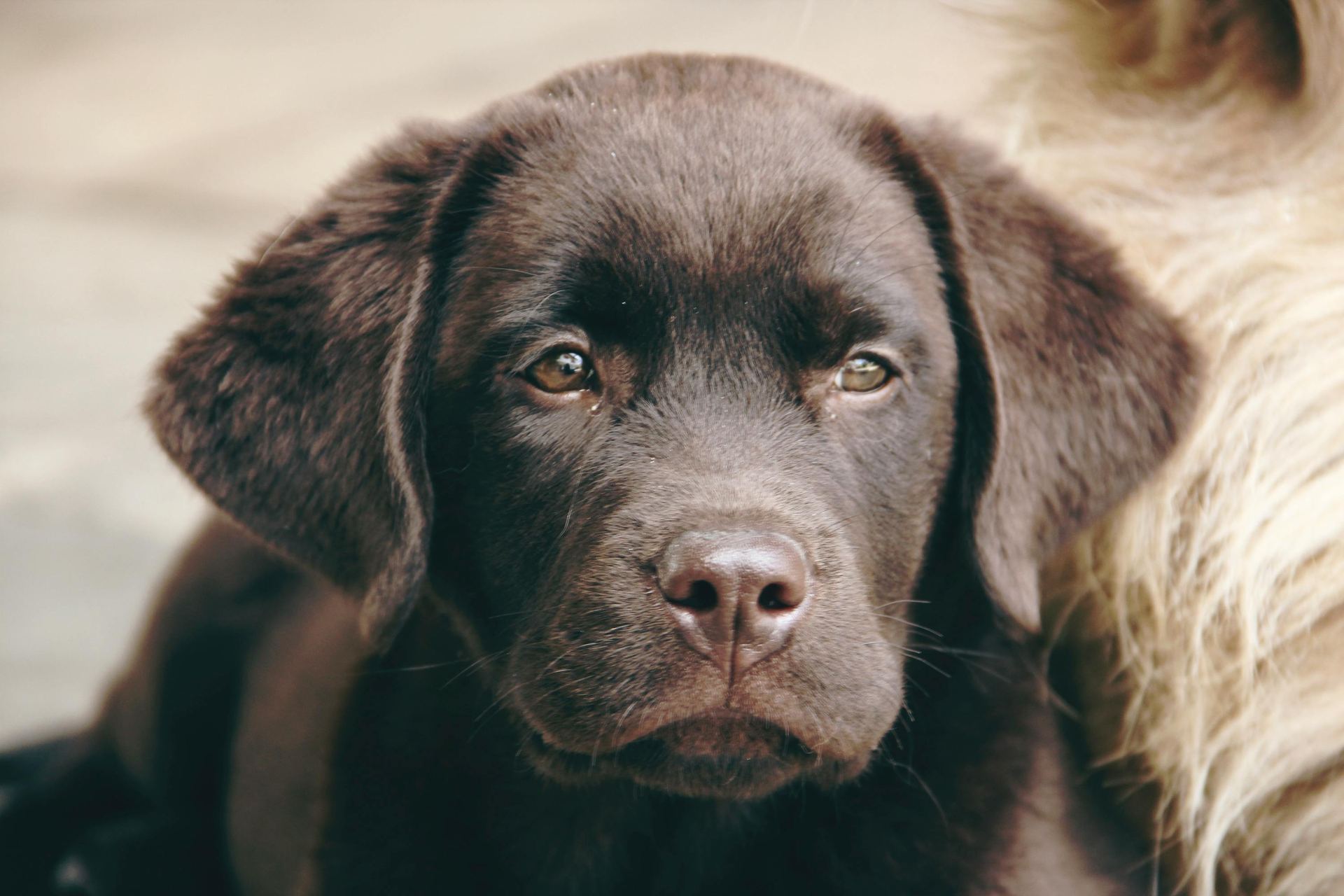 Labrador Retriever | Chocolate - Labrador Retriever Puppy
