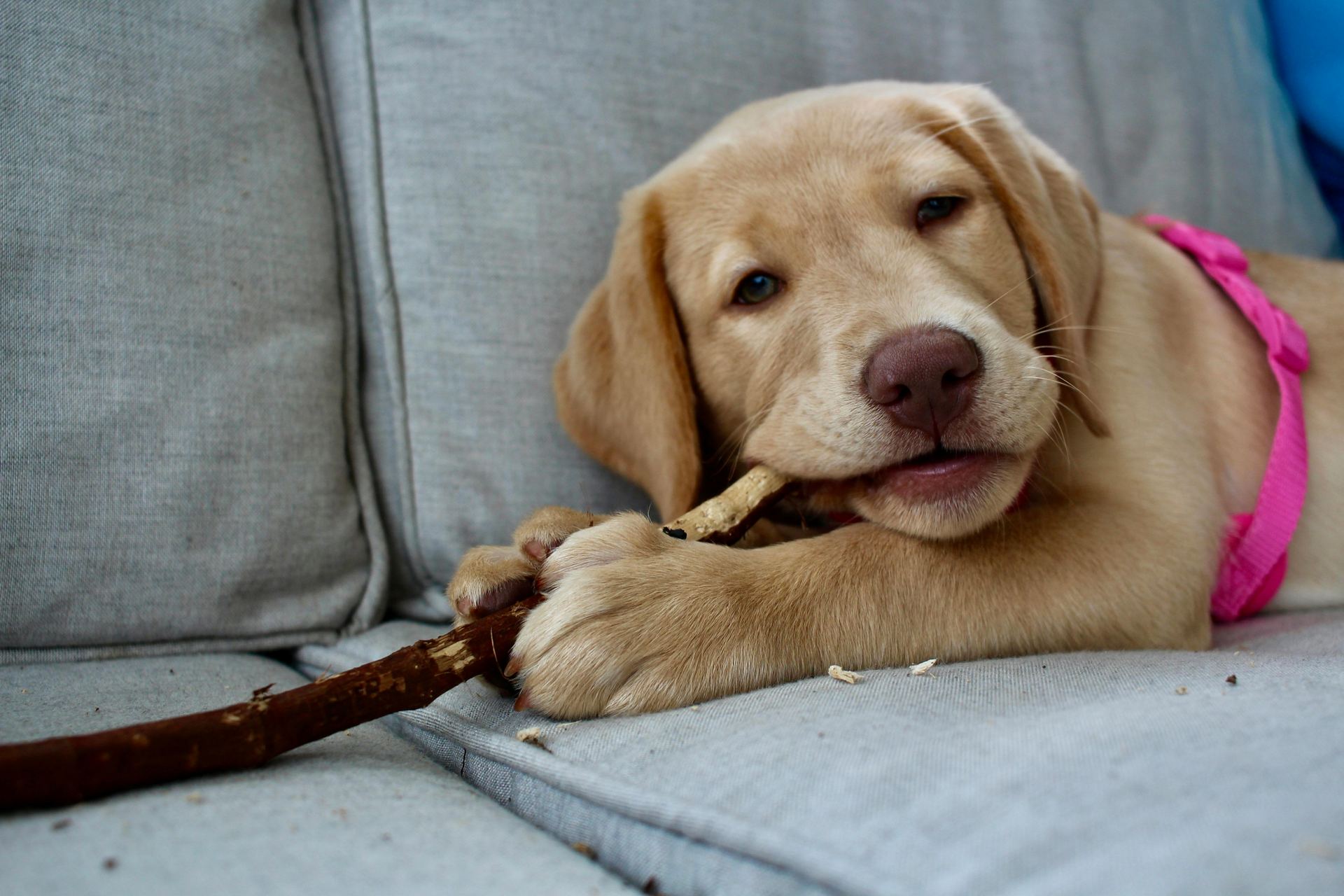 Labrador Retriever | Fawn - Labrador Retriever Puppy | Fawn Color