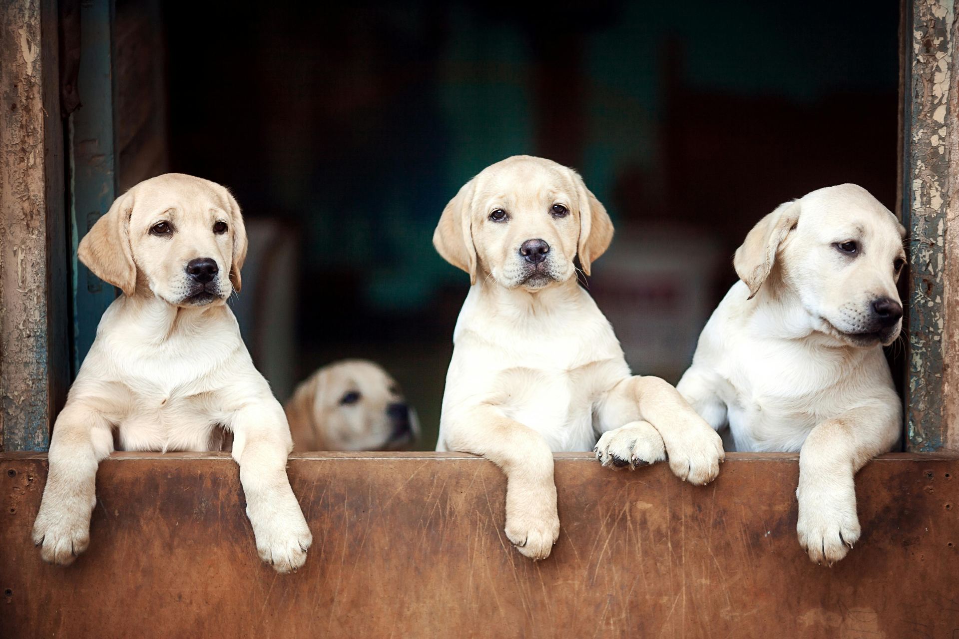 Labrador Retriever | White - Labrador Retriever Puppy | White Color