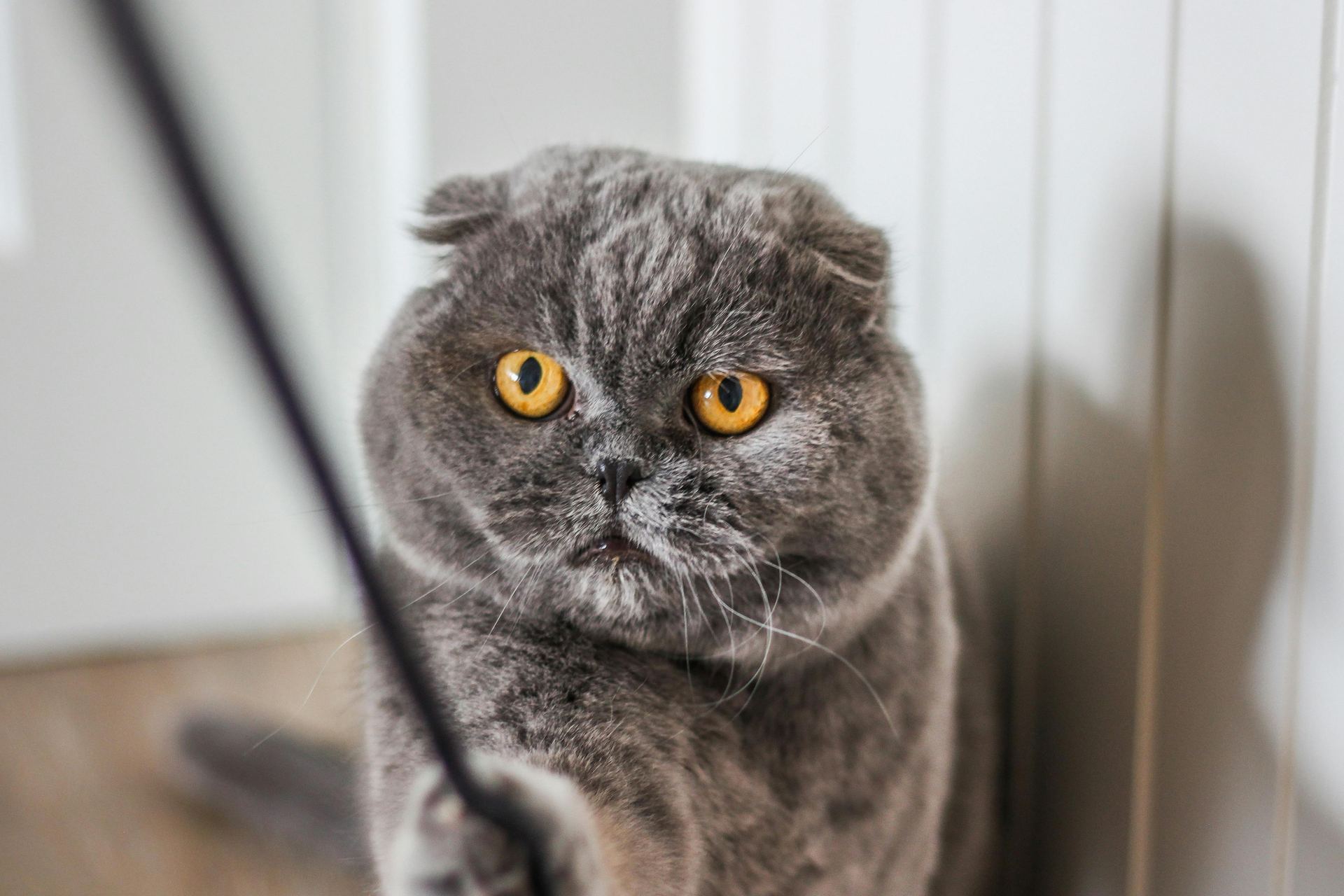 Scottish Fold Kitten | Standard Grey - Scottish Fold Kitten | Standard Grey