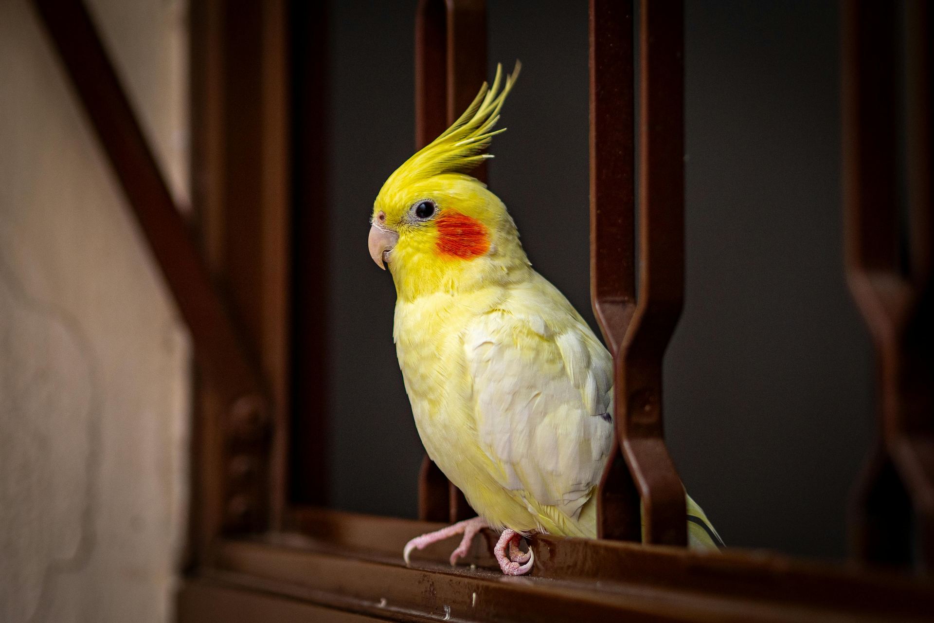 Lutino Cockatiel - Cockatiel | Lutino