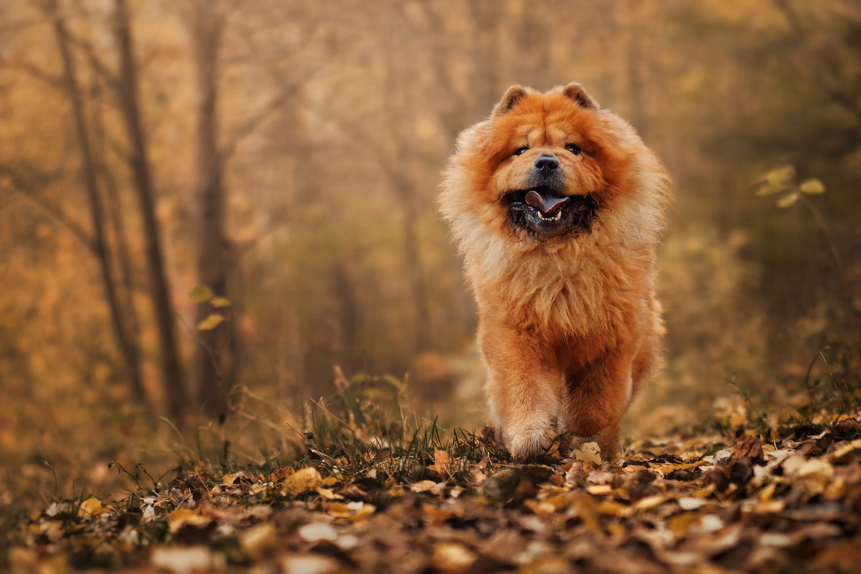 Chow Chow Puppy |  Fawn Color - Chow Chow Puppy | Fawn Color