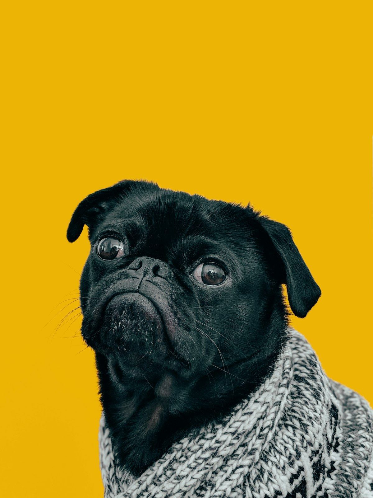 Pug Puppy | Black Color - Pug Puppy | Black