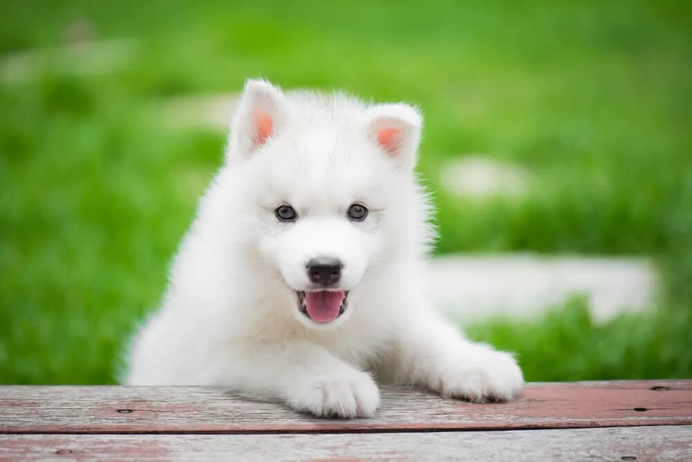 Siberian Husky Puppy | White Color