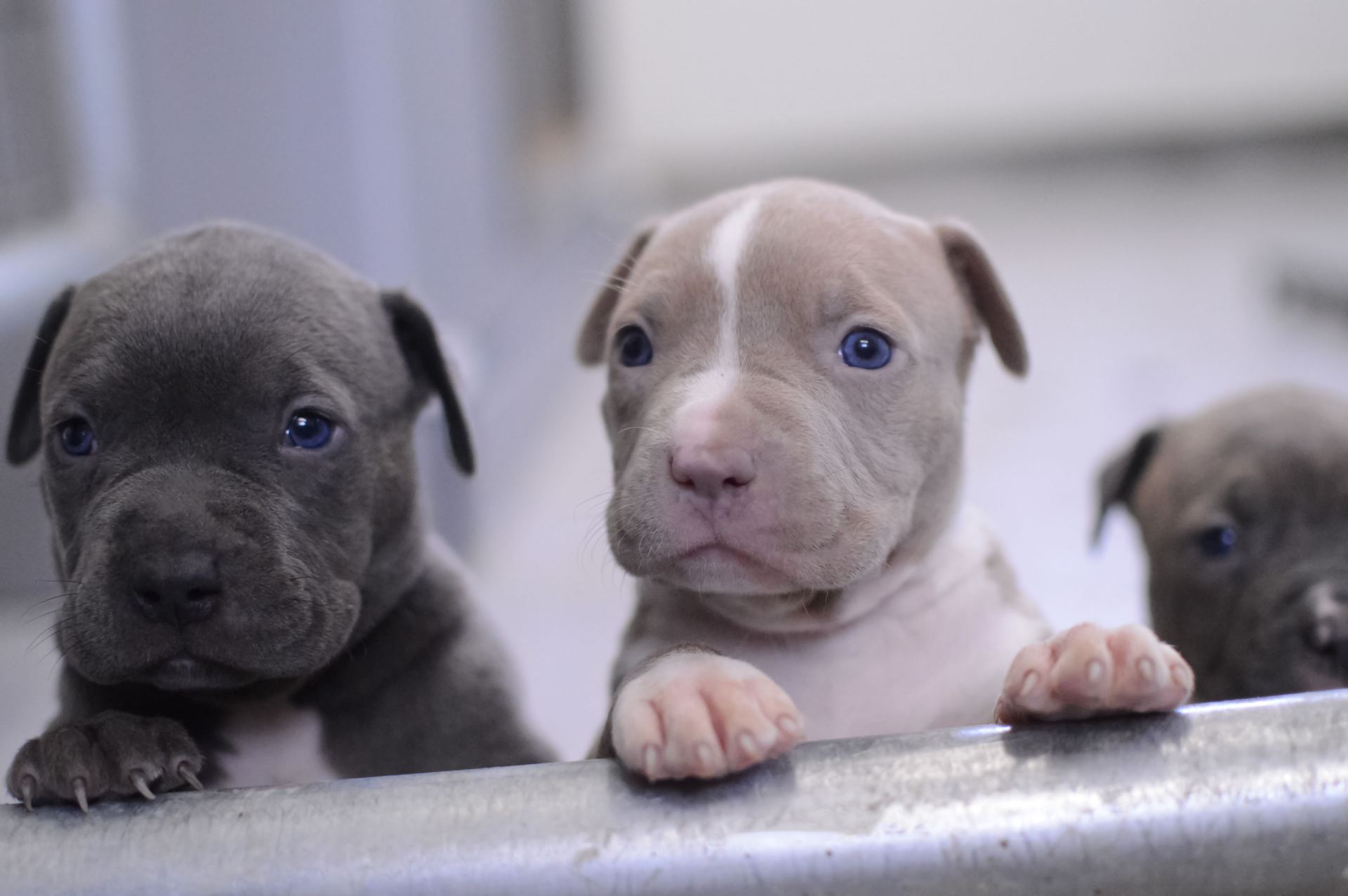 Pitbull Terrier Puppy - Pitbull Terrier Puppy