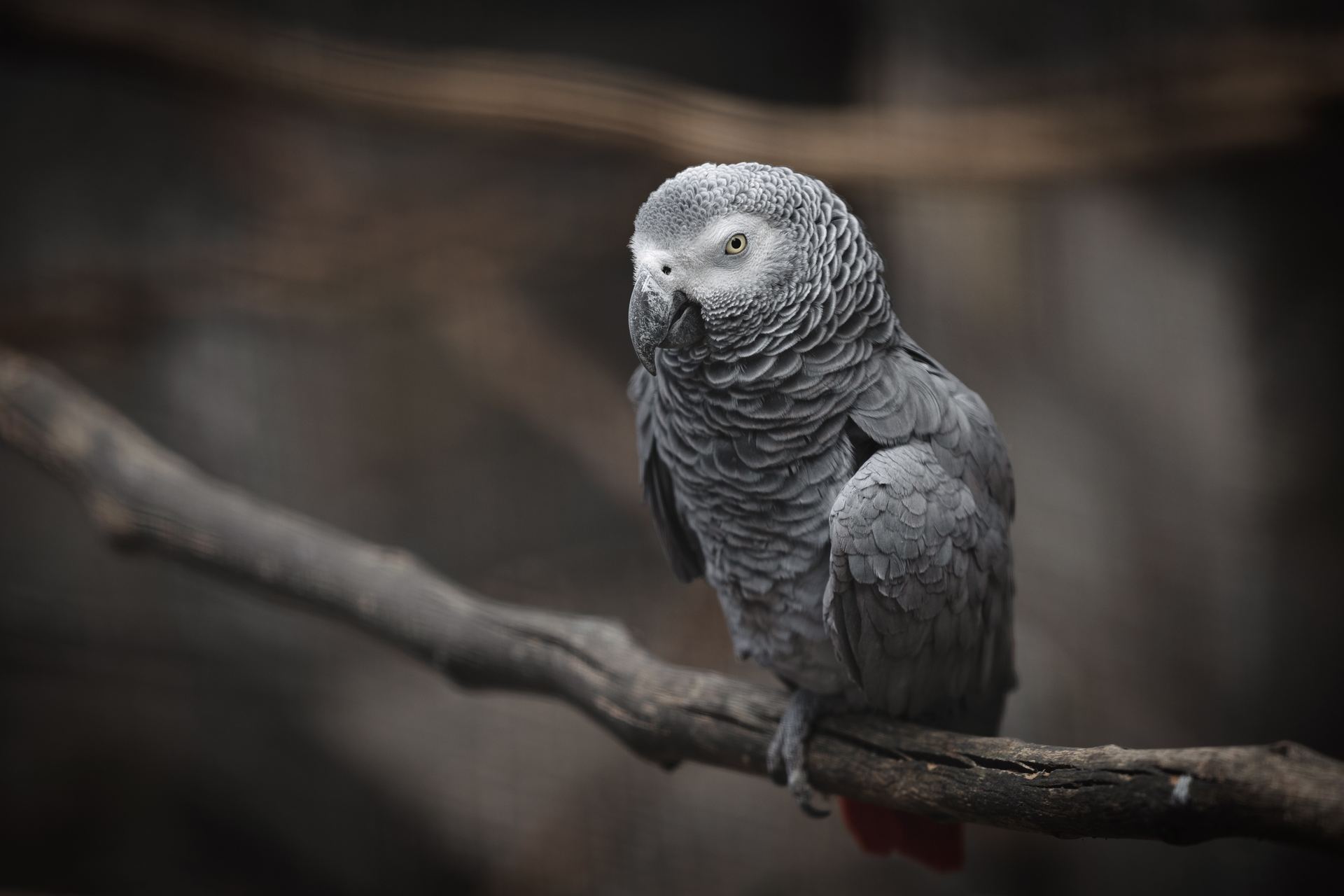 African Grey Parrot