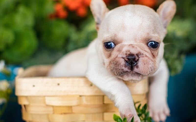 French Bulldog Puppy | White