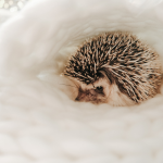 Hedgehogs Babies & Adults