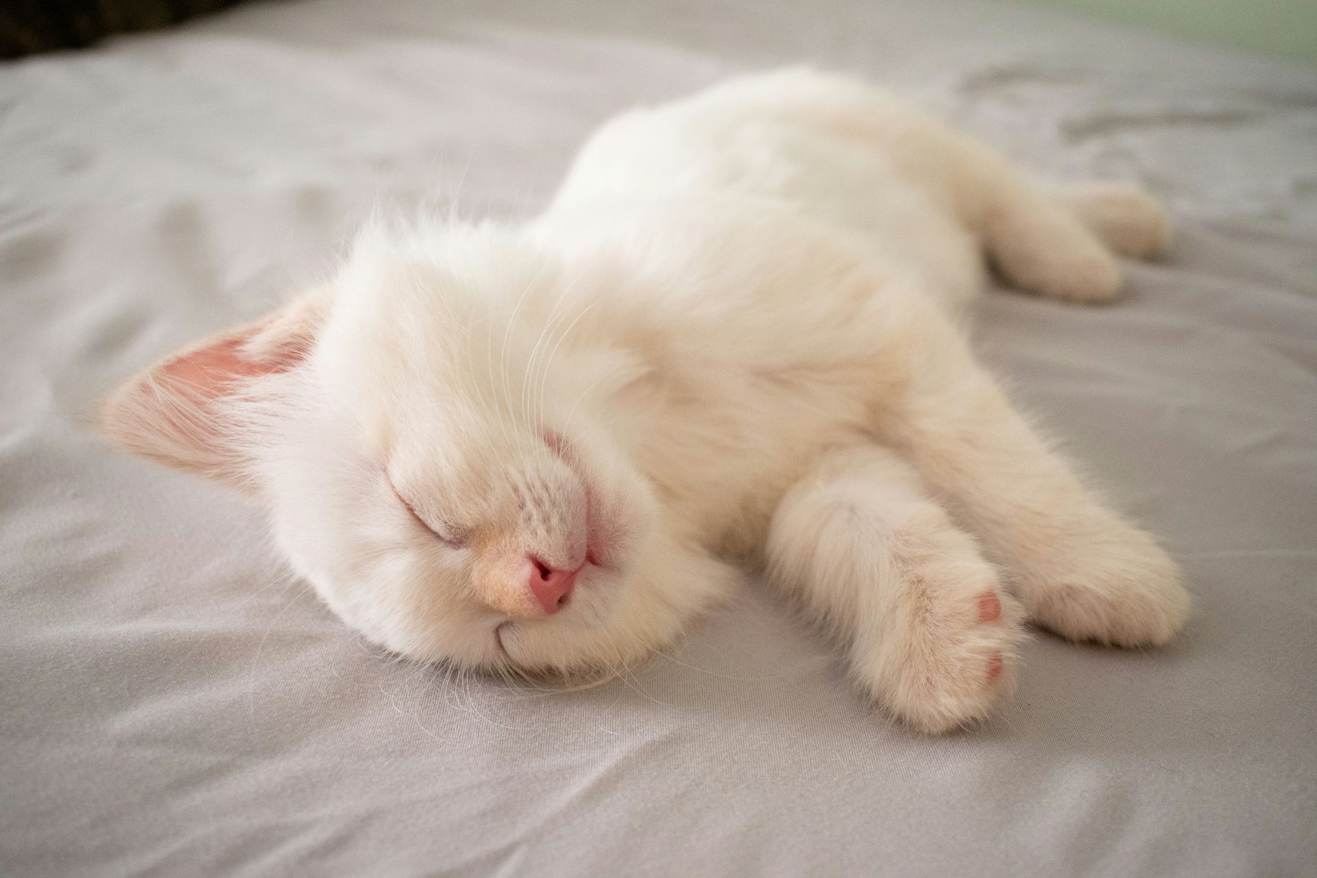 Ragdoll Kittens kitten available in Mumbai