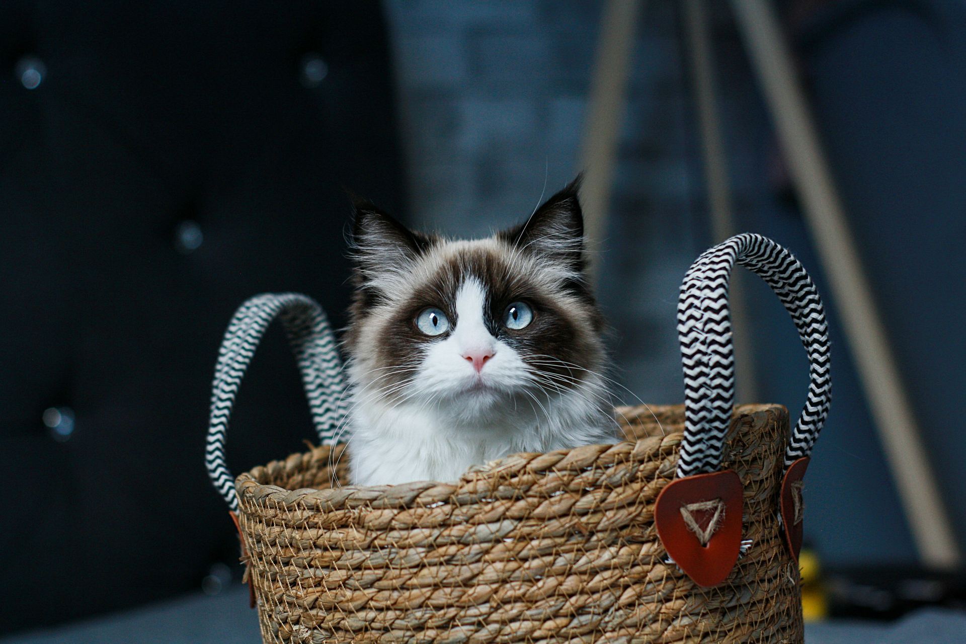 Ragdoll Kittens cat in Mumbai