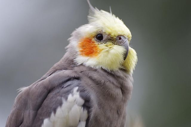 Cockatiel | Grey