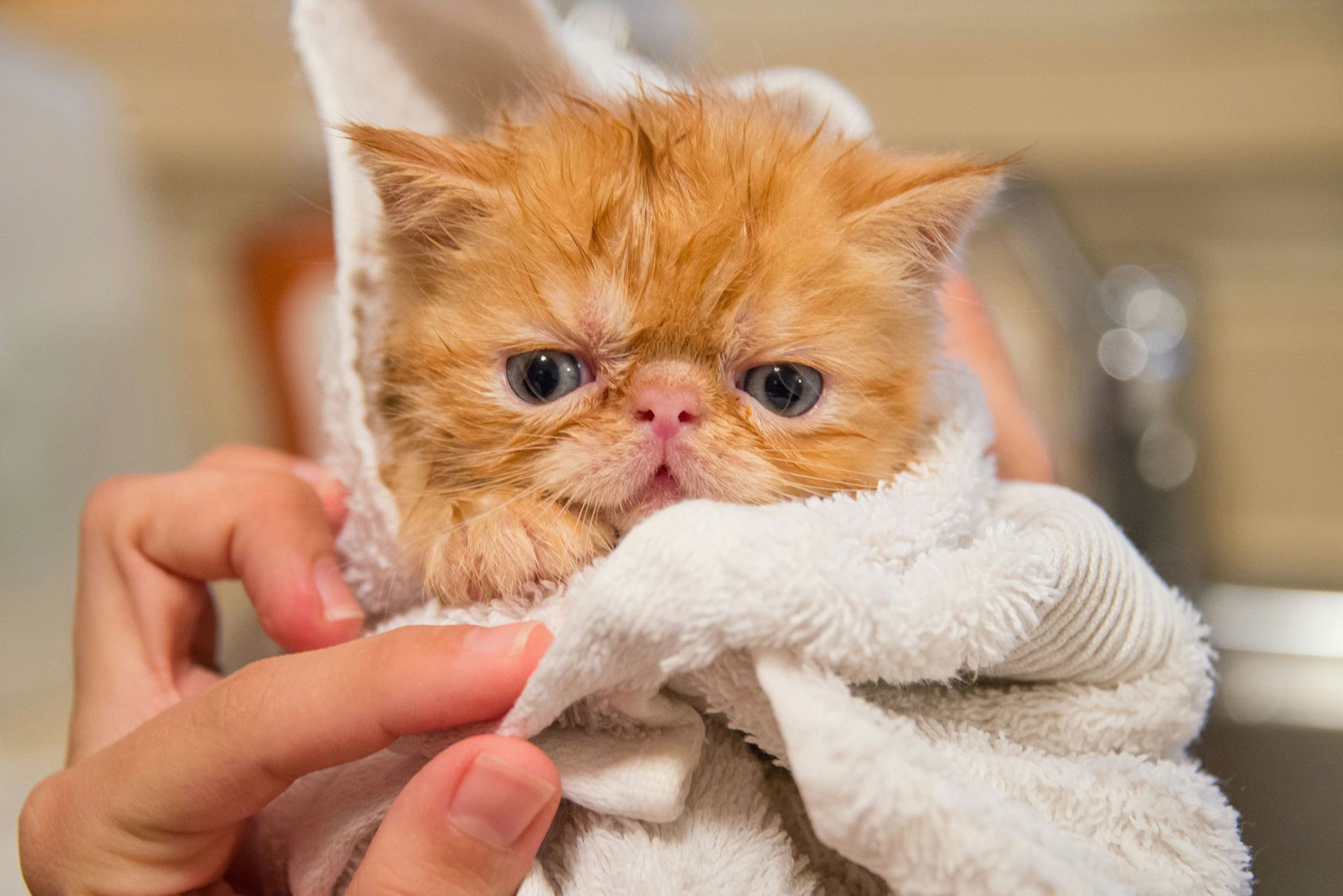 Persian Kitten (Punch Face) cat in Pune