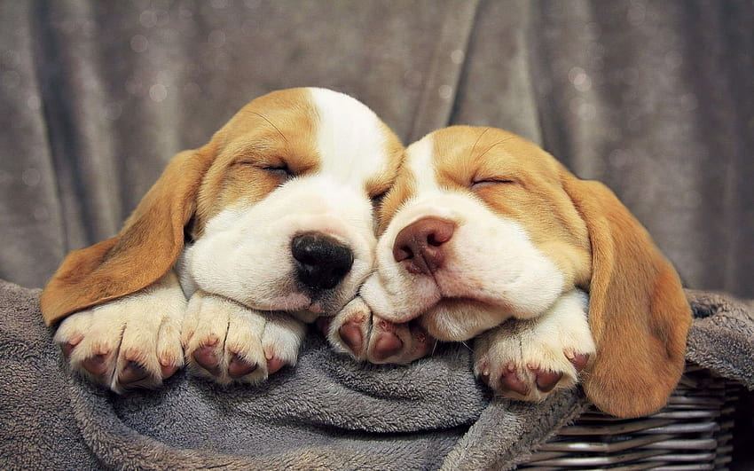 Beagle | Lemon & White | Puppy