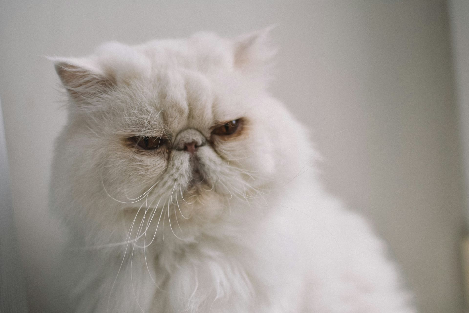 Buy Persian Kitten (Punch Face) in Pune