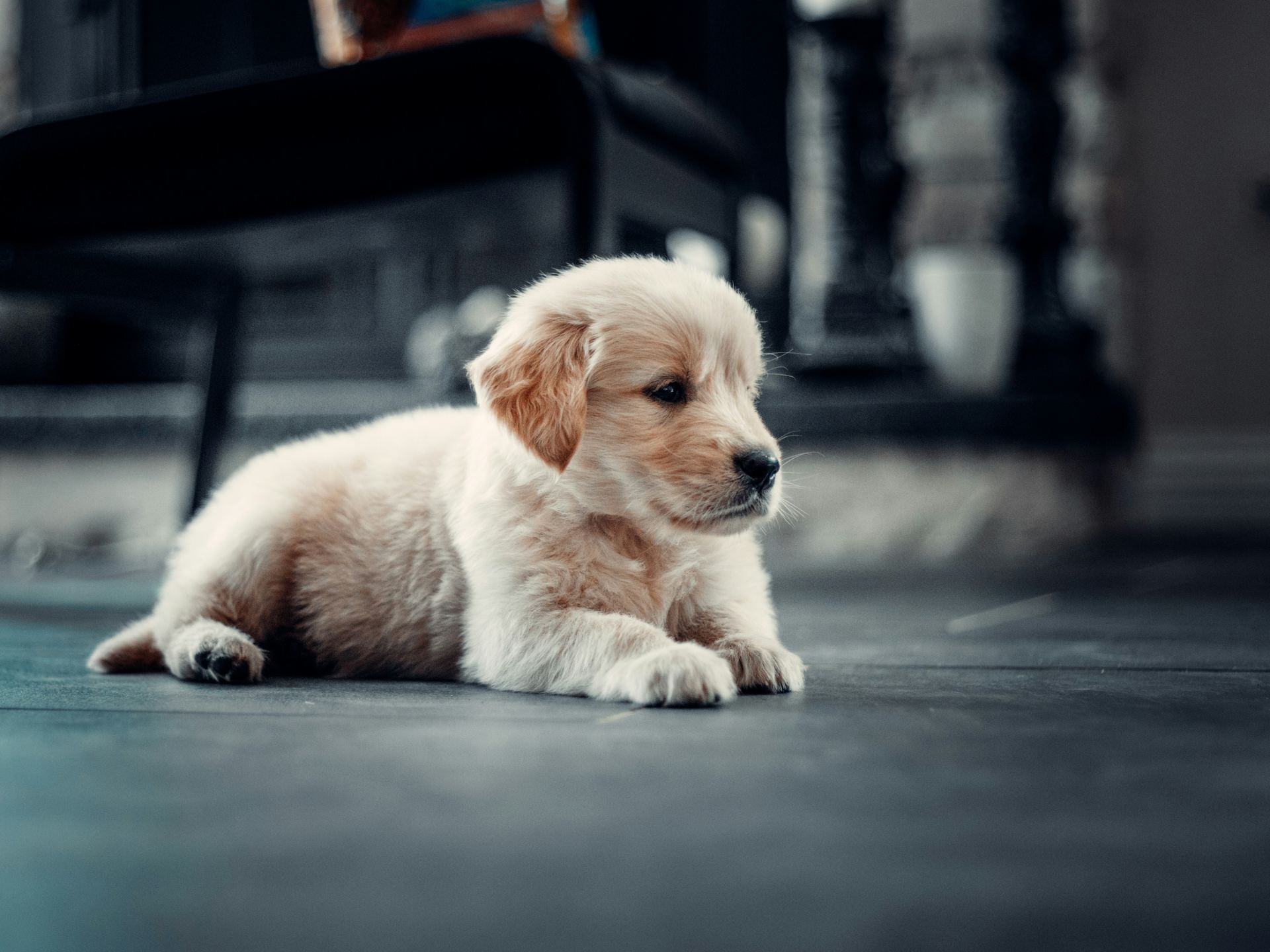Golden Retriever