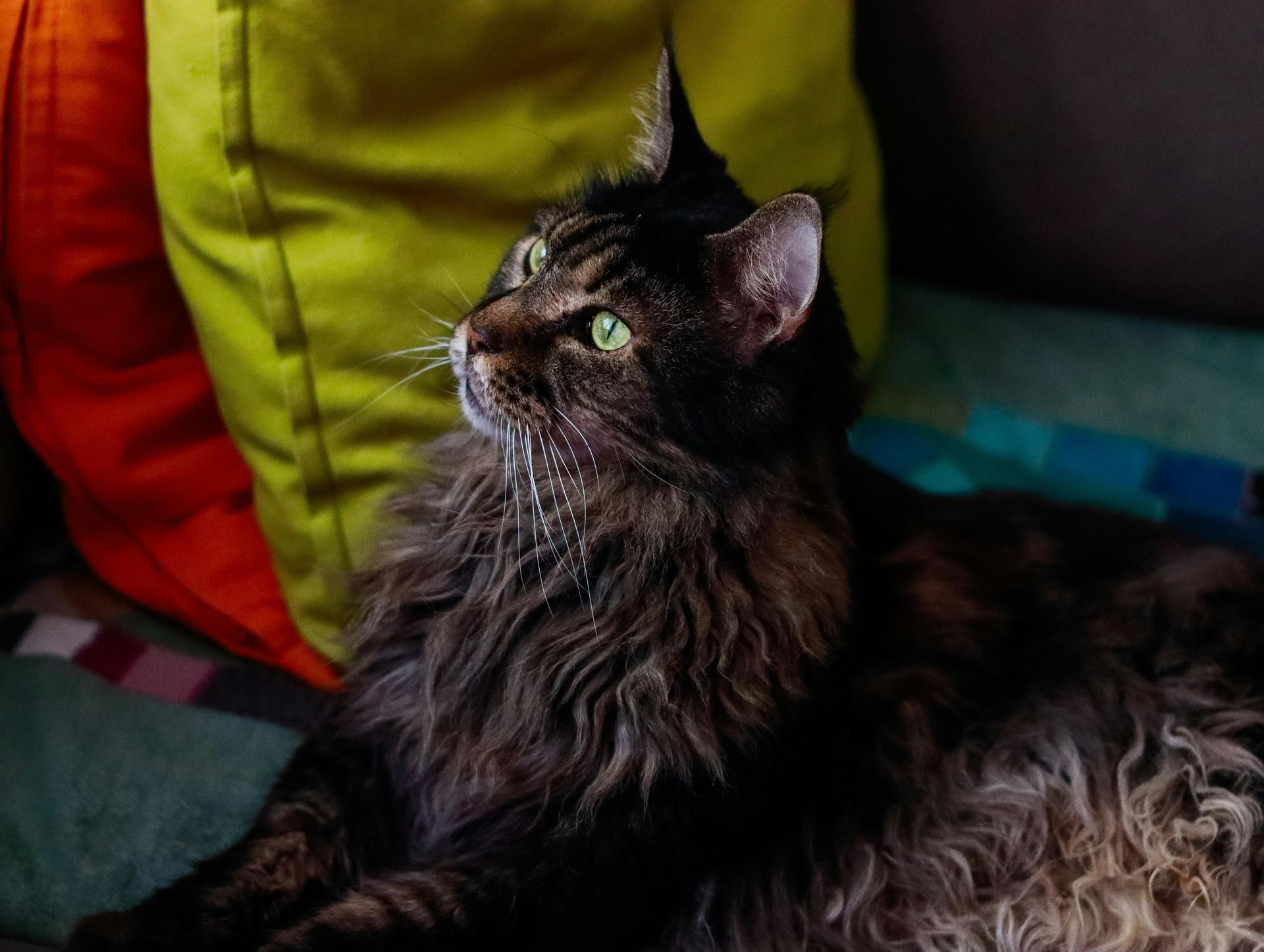 Buy Maine Coon Kitten in Pune