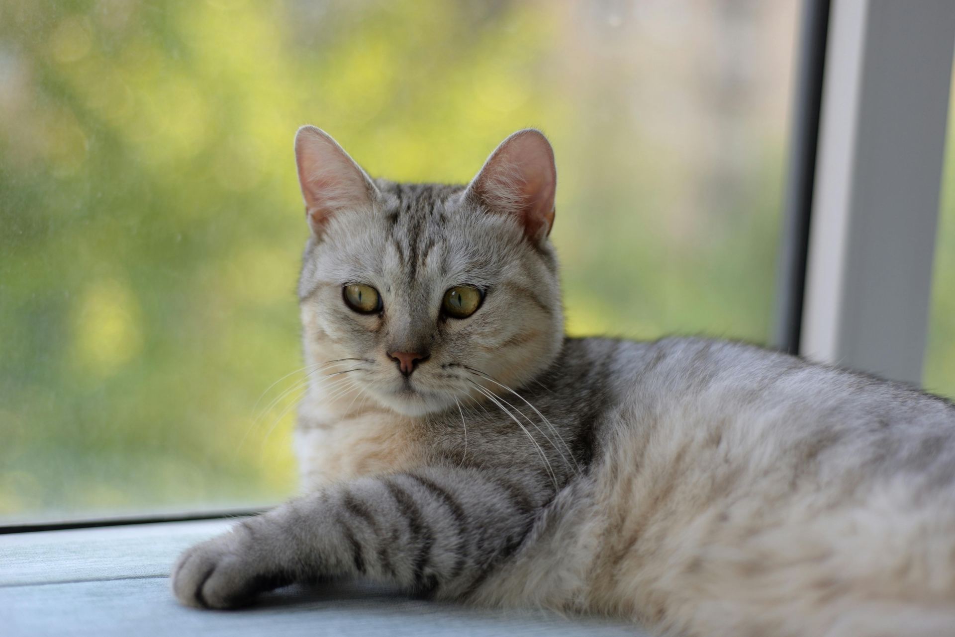 Buy American Short Hair Kitten in Mumbai