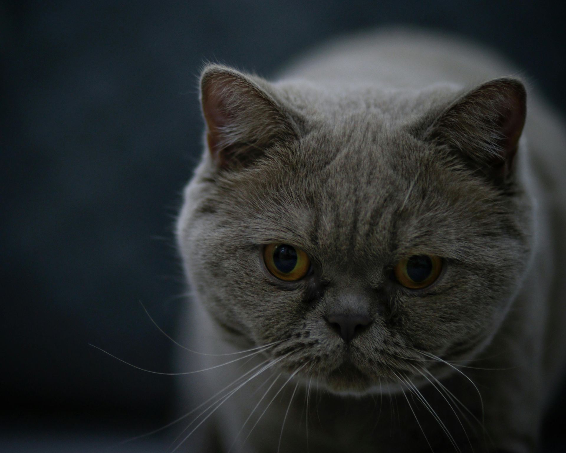 Buy British Short Hair Kittens in Mumbai
