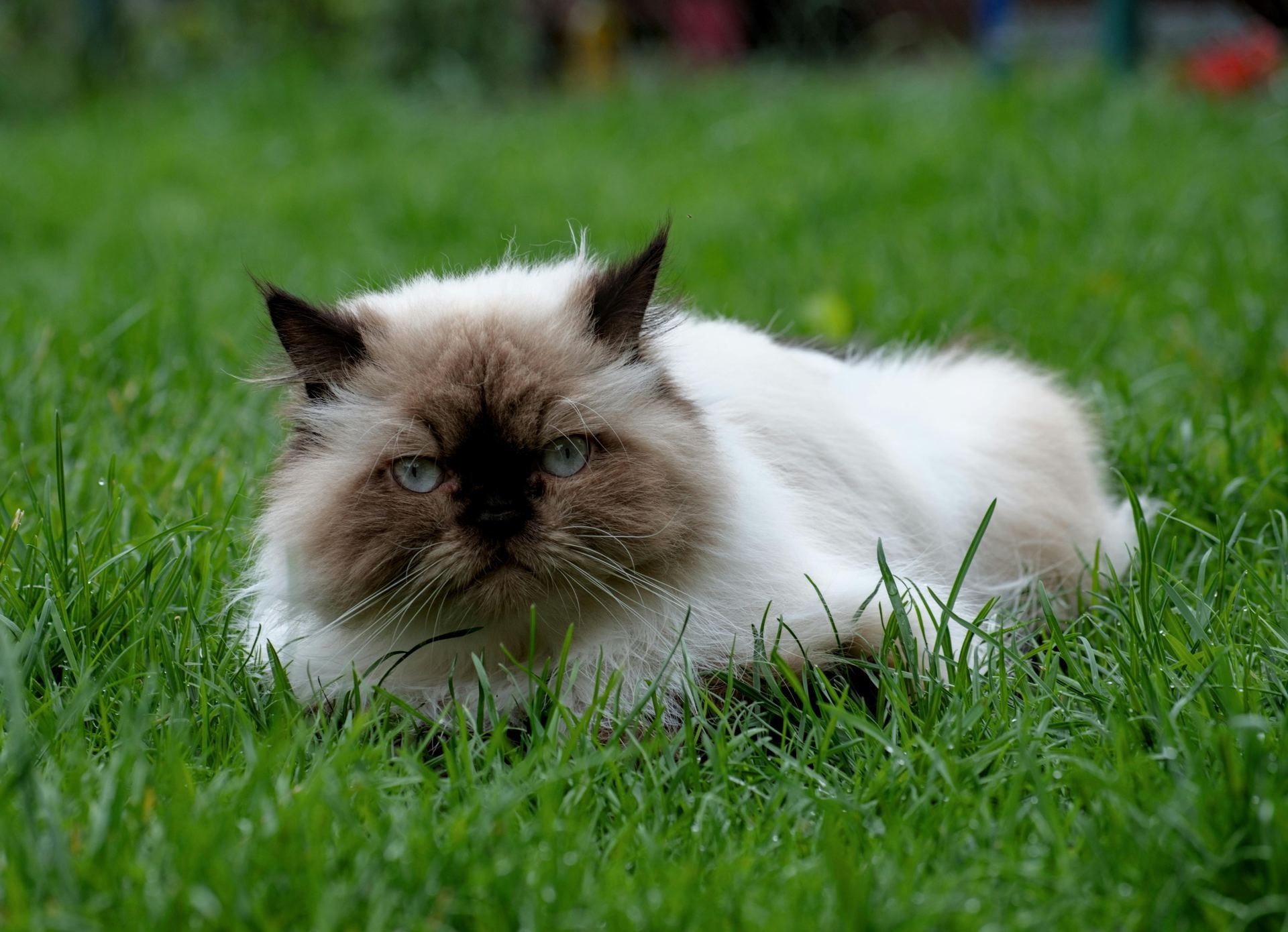 Himalayan Kittens kitten available in Mumbai