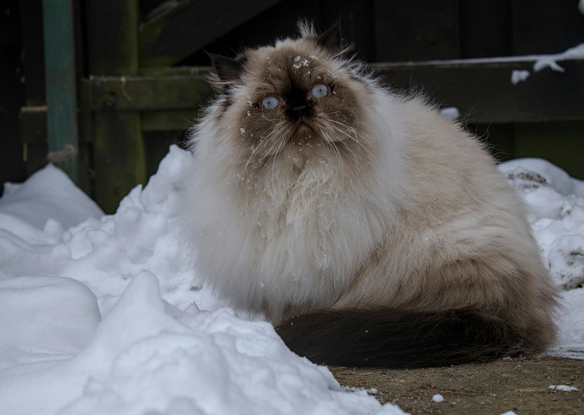 Buy Himalayan Kittens in Mumbai